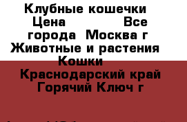 Клубные кошечки › Цена ­ 10 000 - Все города, Москва г. Животные и растения » Кошки   . Краснодарский край,Горячий Ключ г.